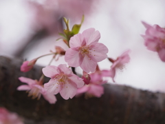 三浦海岸桜祭りその２