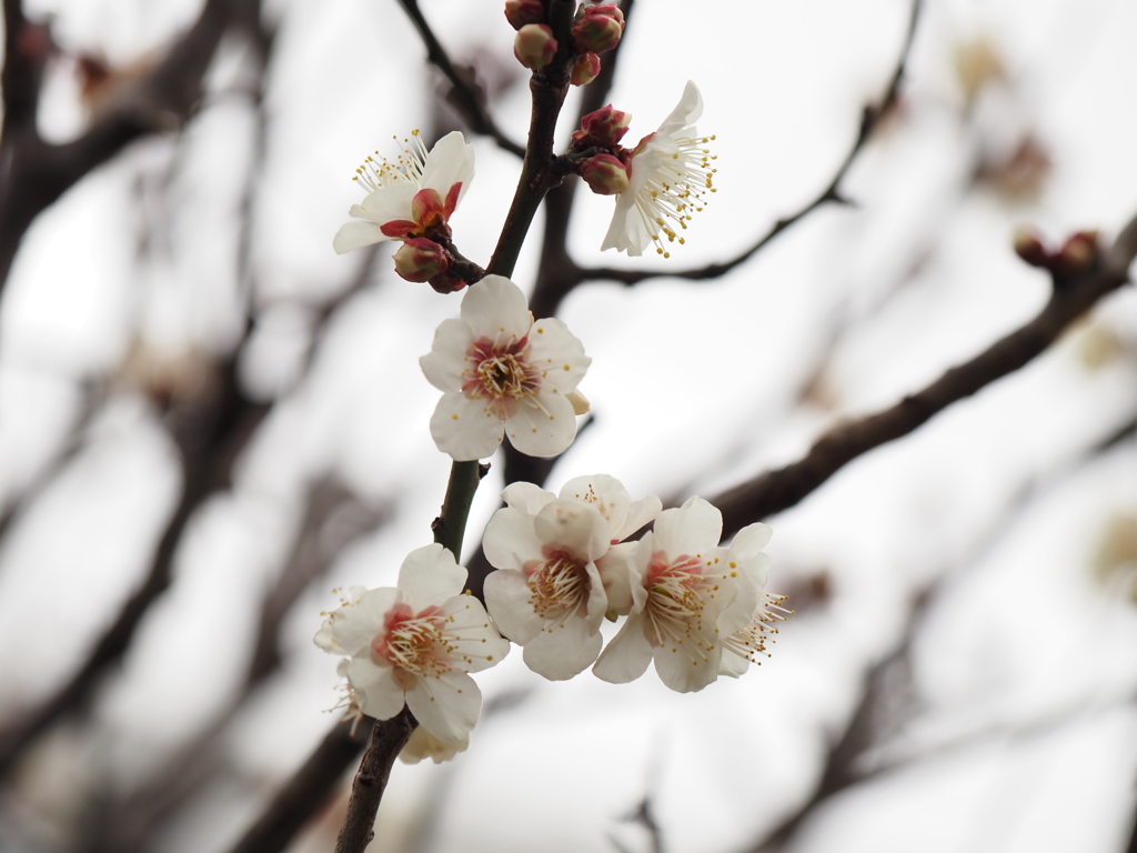 梅の花その９