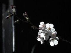 夜桜その３