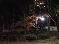 東京タワー周辺その１