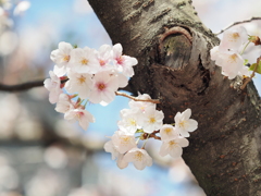 仙台堀川の桜その２０