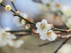 梅の花その３
