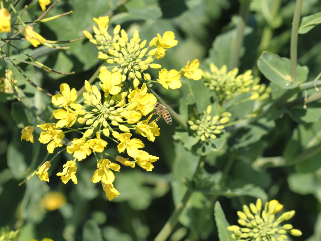 ソレイユの丘その８