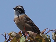 国営ひたち海浜公園に居た野鳥