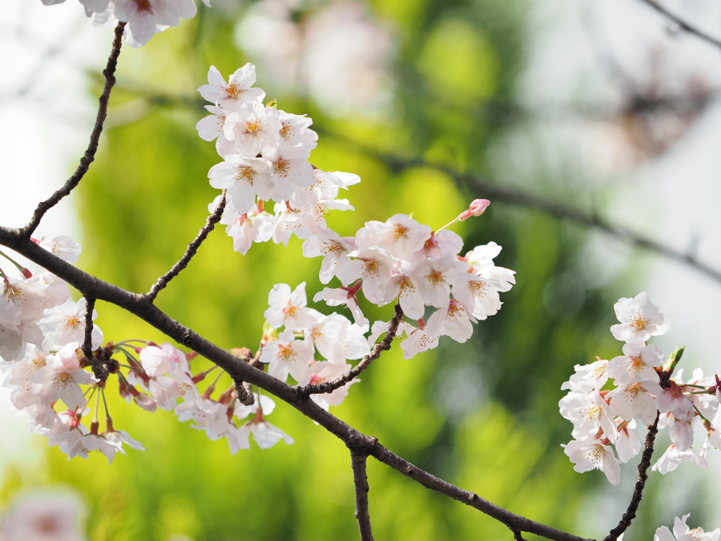 仙台堀川の桜その１２