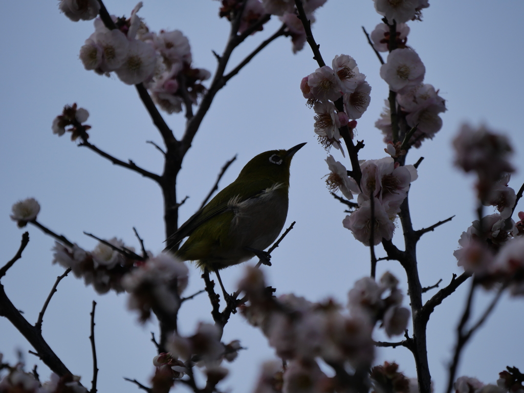 メジロさんその１