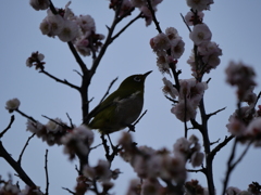 メジロさんその１