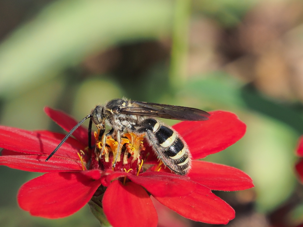 蜜を吸ってます