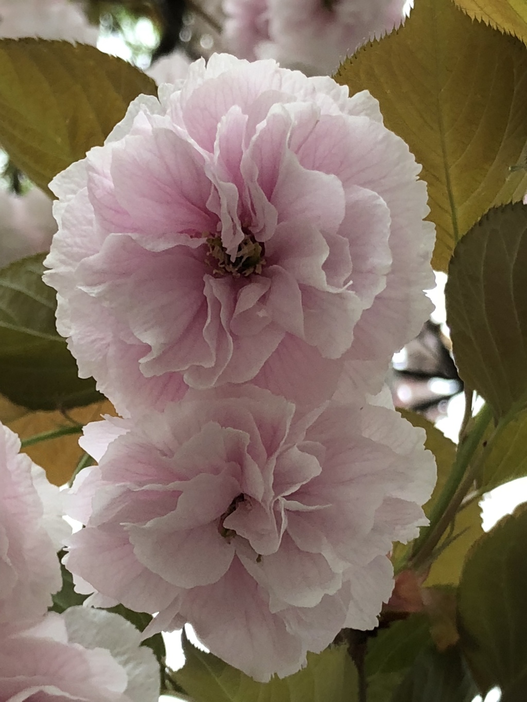 近所の八重桜（多分）2