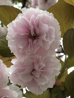 近所の八重桜（多分）2