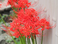 近所の彼岸花その３