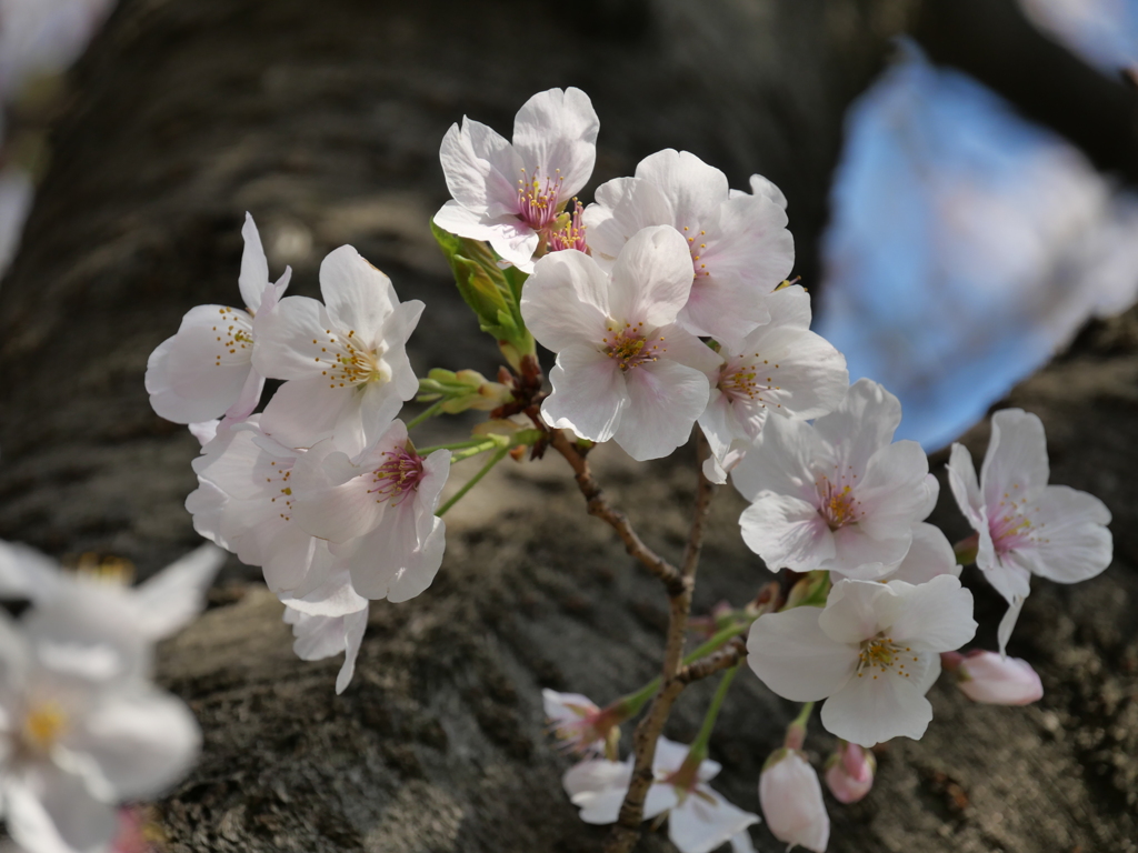 桜その７