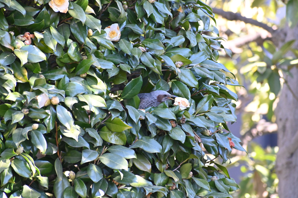 ヒヨドリその１