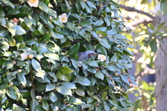 ヒヨドリその１