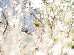 メジロさんその３