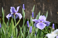 堀切菖蒲園その１