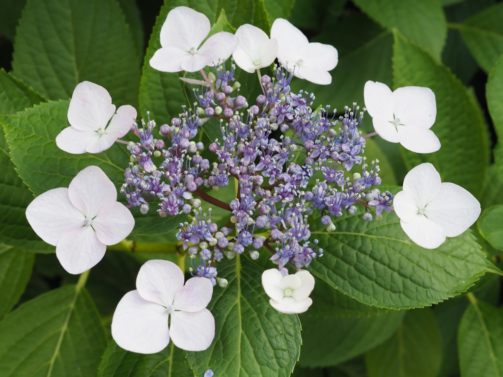 ガクアジサイその１