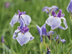 堀切菖蒲園その１３