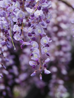 亀戸天神藤棚その１３