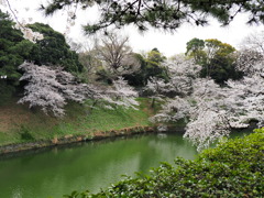 千鳥ヶ淵周辺散策その１４