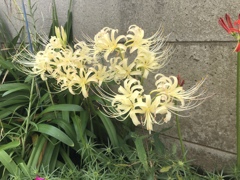 去年も咲いてたっけ？