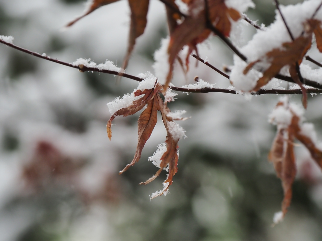 雪の東京その５