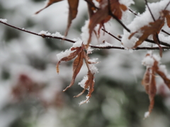 雪の東京その５