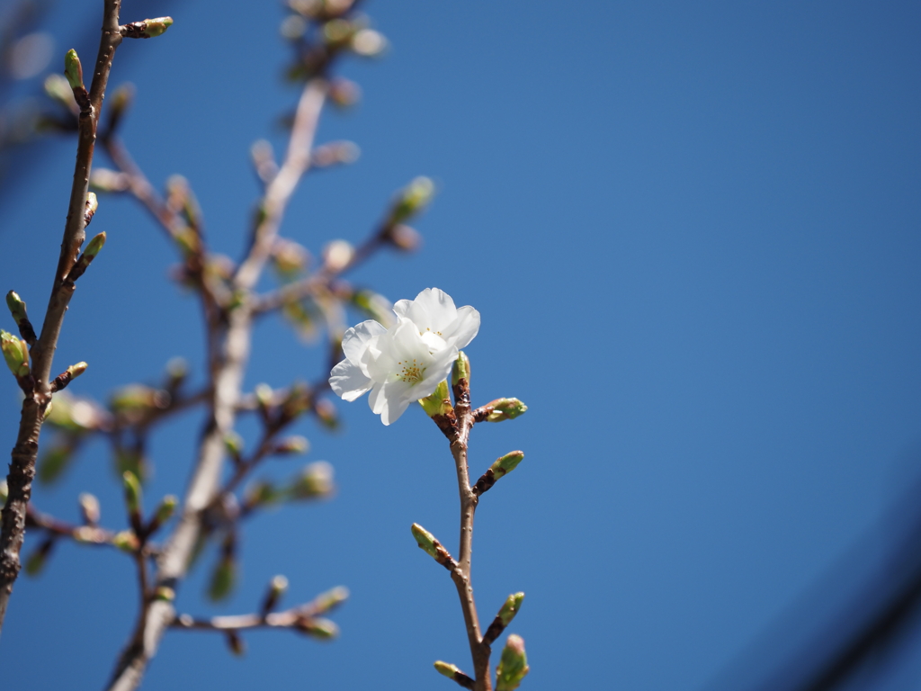 桜その1