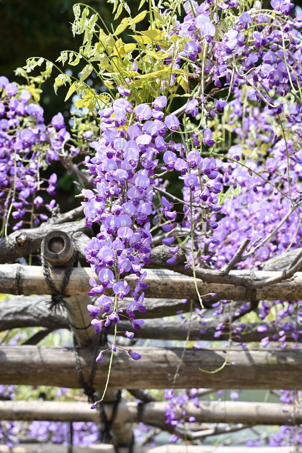 亀戸天神の藤棚その１０