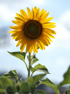 ひまわりその９