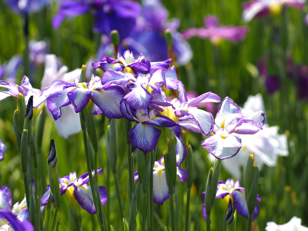 堀切水辺公園その１０