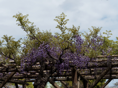 亀戸天神の藤棚その４