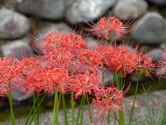 西方寺の彼岸花その１２