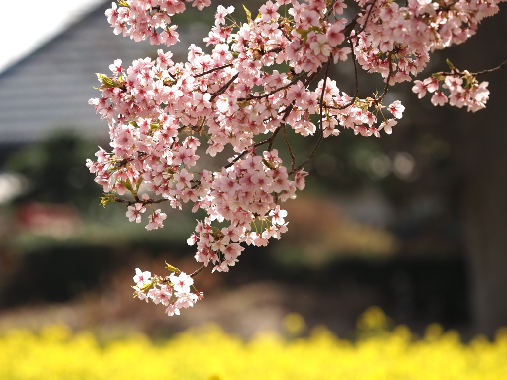 菜の花畑その４