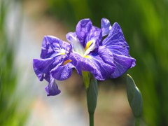 2020.5.29堀切菖蒲園その２