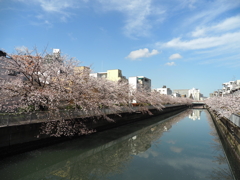 仙台堀川の桜その９
