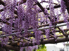 亀戸天神藤棚その１５