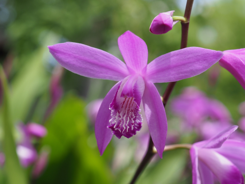 神社に咲いてる紫蘭