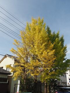 銀杏の色合いが良い感じ