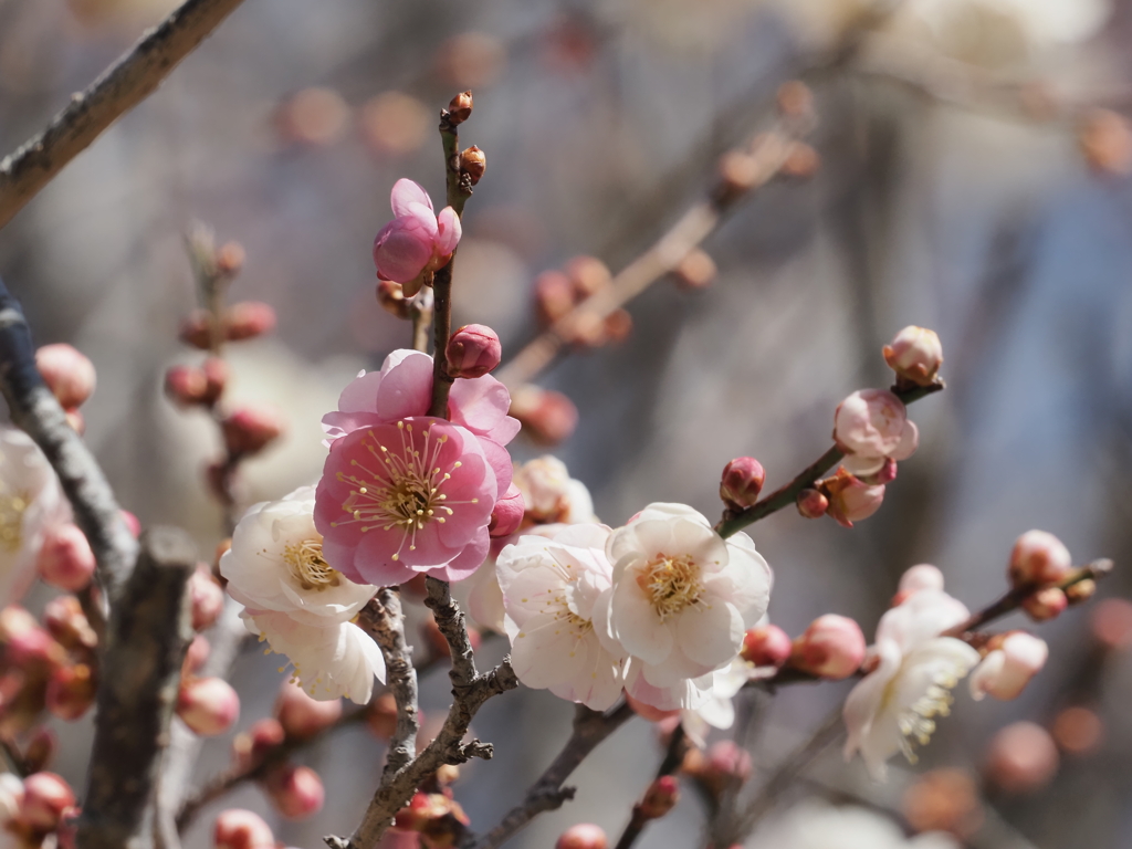 紅白の梅の花その１