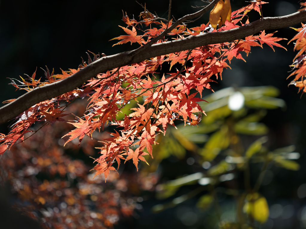 紅葉その１３