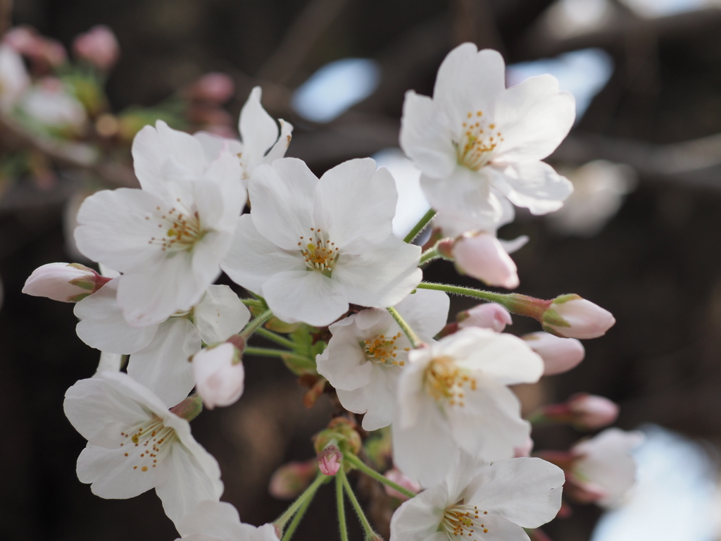 稲毛神社の桜１
