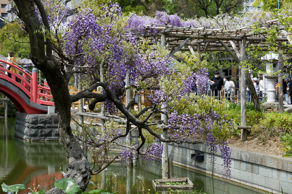亀戸天神の藤棚その９