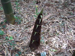 16年前のコンデジF30と散歩3