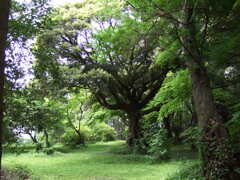 16年前のコンデジF30と散歩4