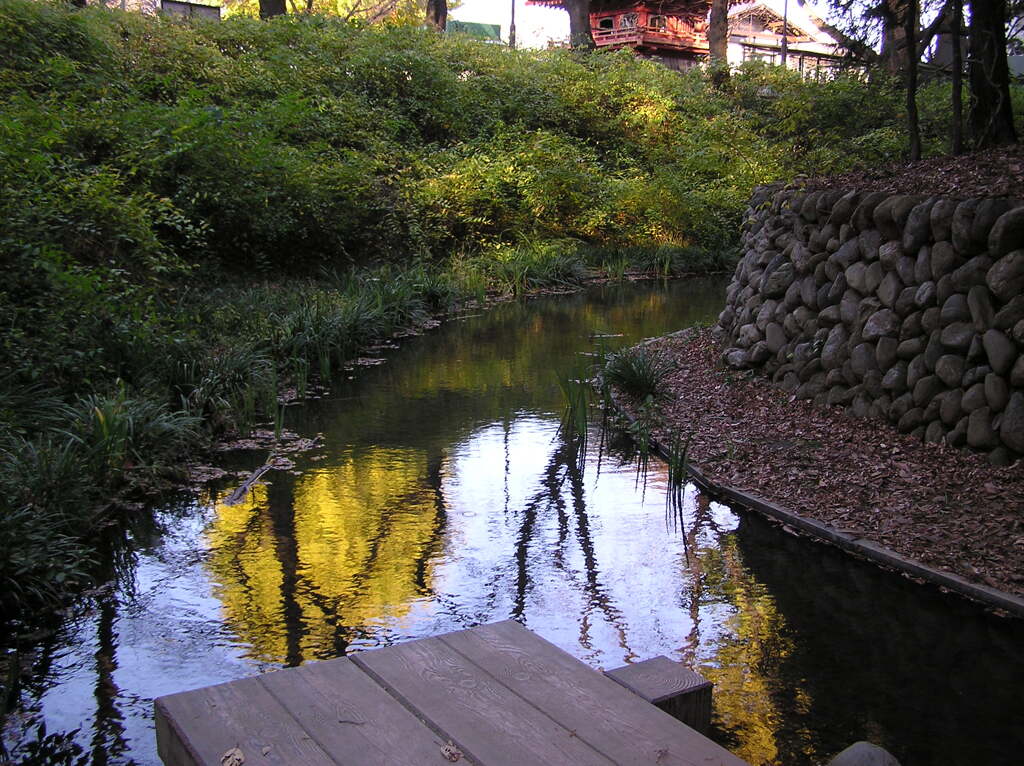 水に映るイチョウ