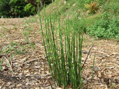 16年前のコンデジF30と散歩13