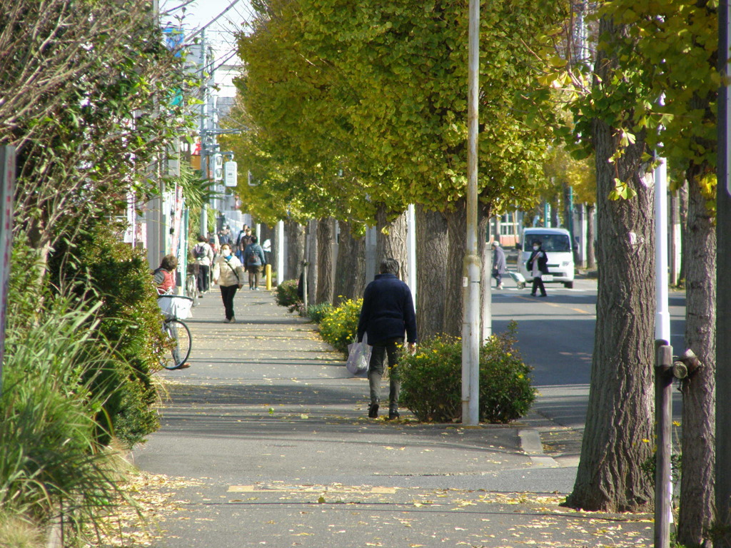イチョウ並木の日常