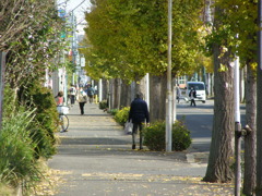 イチョウ並木の日常