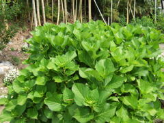 16年前のコンデジF30と散歩6